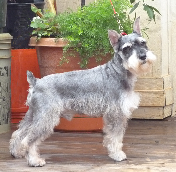 miniature schnauzer hairy